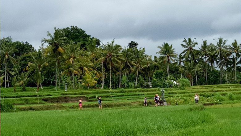 Rice paddies Bali